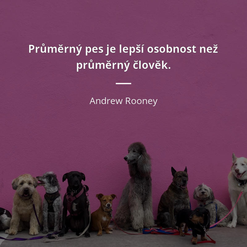 Andrew Rooney frase: „Průměrný pes je lepší osobnost než průměrný člověk.“