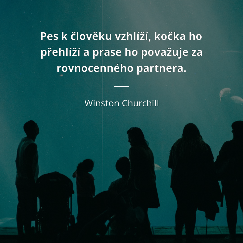 Winston Churchill frase: „Pes k člověku vzhlíží, kočka ho přehlíží a prase ho považuje za rovnocenného partnera.“